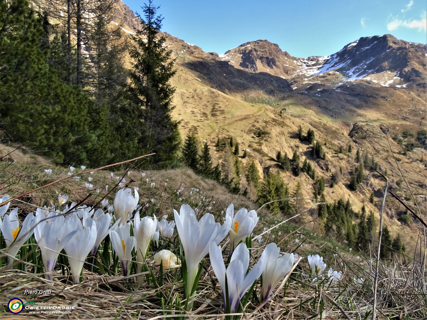 23 Sul sent. 217 primi Crocus vernus (Zafferano maggiore) bianchi con vista sul sent. 215 per i Laghi Gemelli .JPG